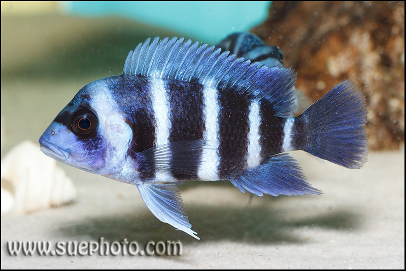 Cyphotilapia gibberosa 'Mtoto'